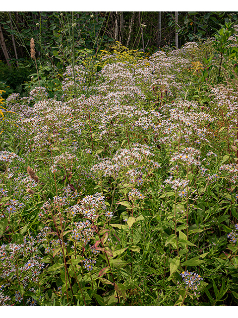 Symphyotrichum undulatum (Wavyleaf aster) #84175