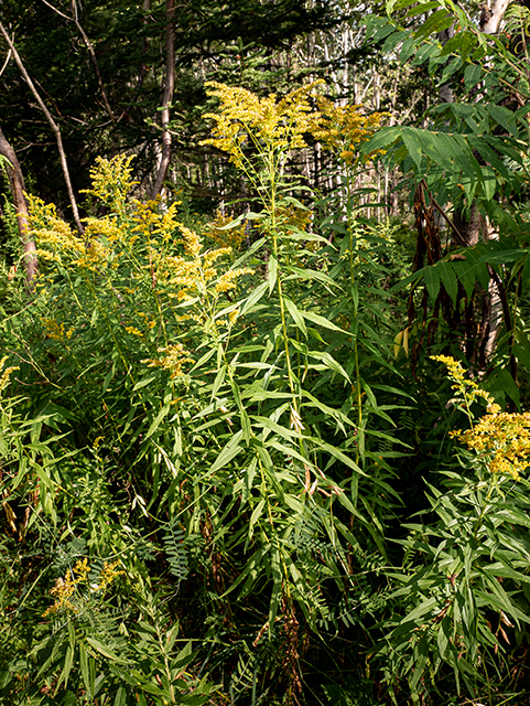 Solidago gigantea (Giant goldenrod) #84193