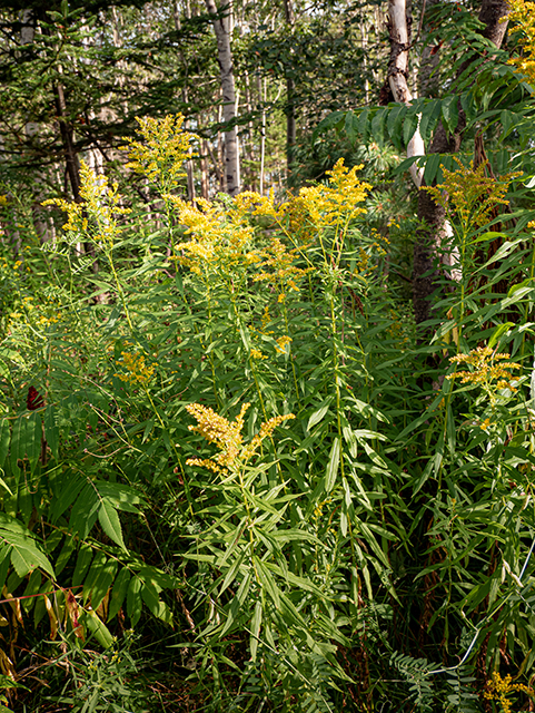 Solidago gigantea (Giant goldenrod) #84194