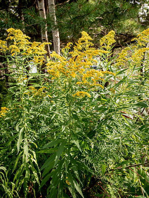 Solidago gigantea (Giant goldenrod) #84195