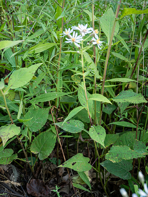 Symphyotrichum undulatum (Wavyleaf aster) #84197