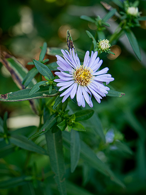 Symphyotrichum novi-belgii (New york aster) #84205