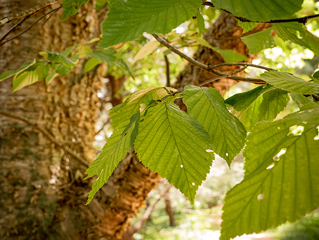 Betula alleghaniensis (Yellow birch) #84235