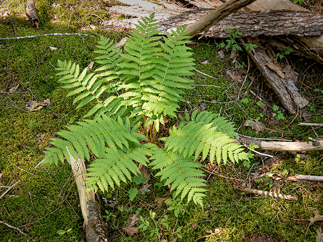 Thelypteris palustris (Eastern marsh fern) #84264