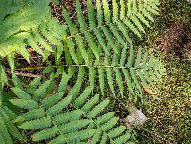 Thelypteris palustris (Eastern marsh fern) #84265