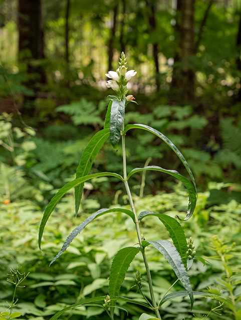 Chelone glabra (White turtlehead) #84276