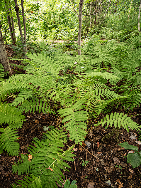 Osmunda claytoniana (Interrupted fern) #84279