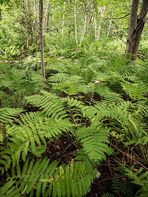 Osmunda claytoniana (Interrupted fern) #84280