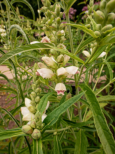 Chelone glabra (White turtlehead) #84287