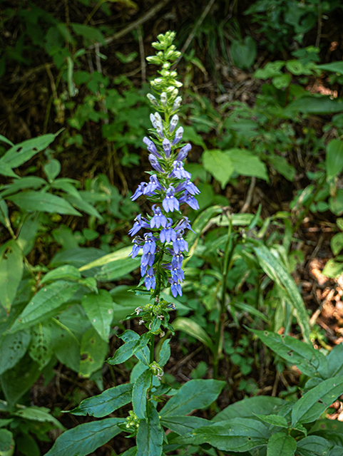 Lobelia puberula (Downy lobelia) #84292