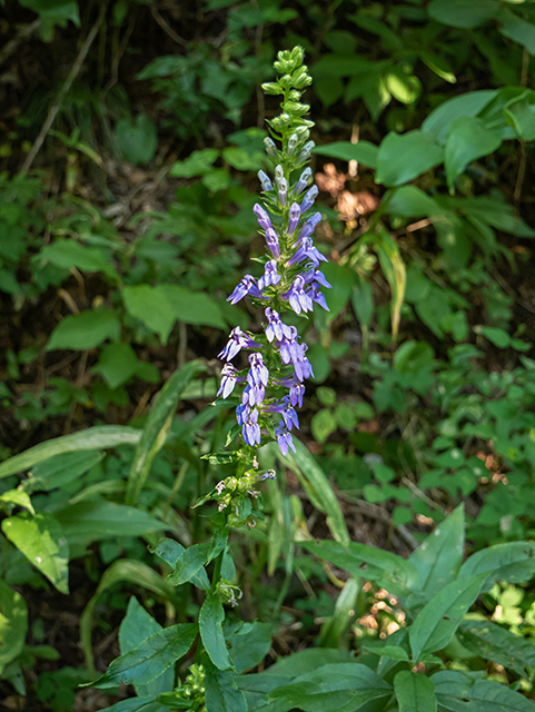 Lobelia puberula (Downy lobelia) #84296