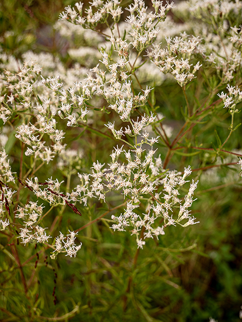 Eupatorium hyssopifolium (Hyssopleaf thoroughwort) #84306