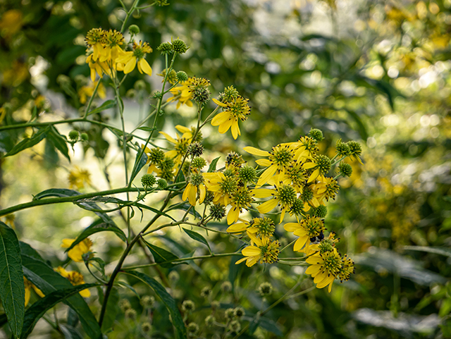 Verbesina alternifolia (Wingstem) #84314