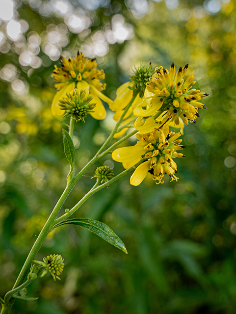 Verbesina alternifolia (Wingstem) #84315