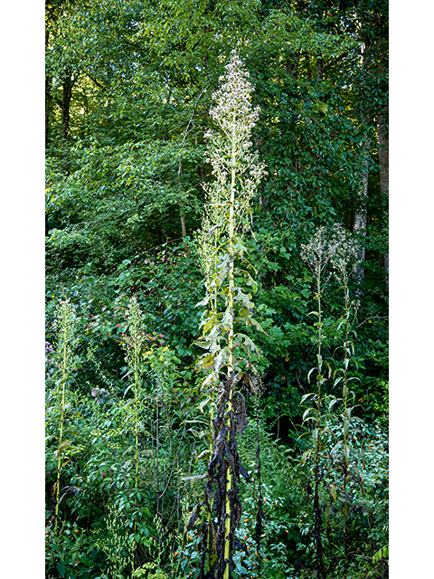 Lactuca canadensis (Canada lettuce) #84335