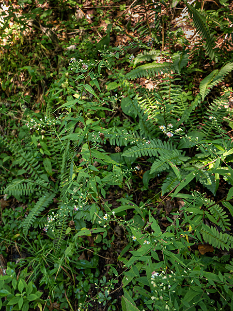 Symphyotrichum lateriflorum (Calico aster) #84360