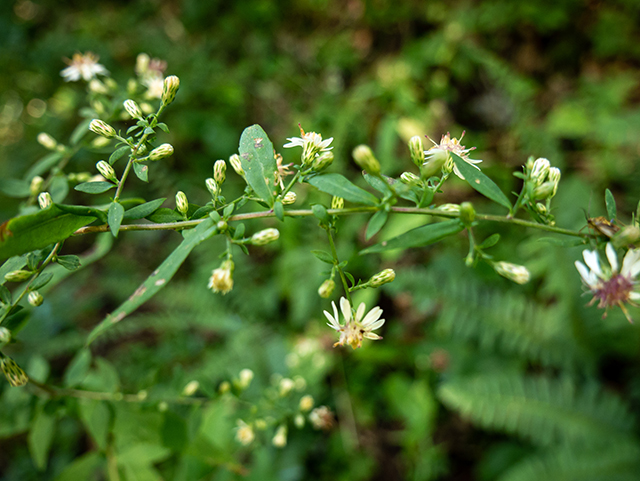 Symphyotrichum lateriflorum (Calico aster) #84362