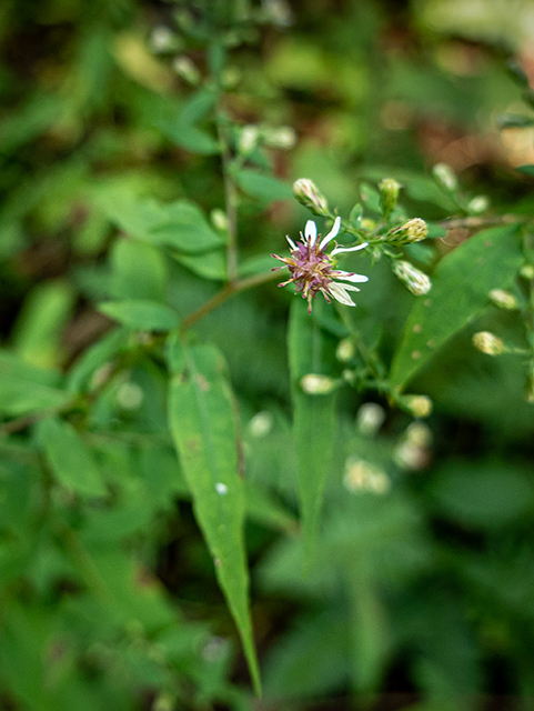 Symphyotrichum lateriflorum (Calico aster) #84363