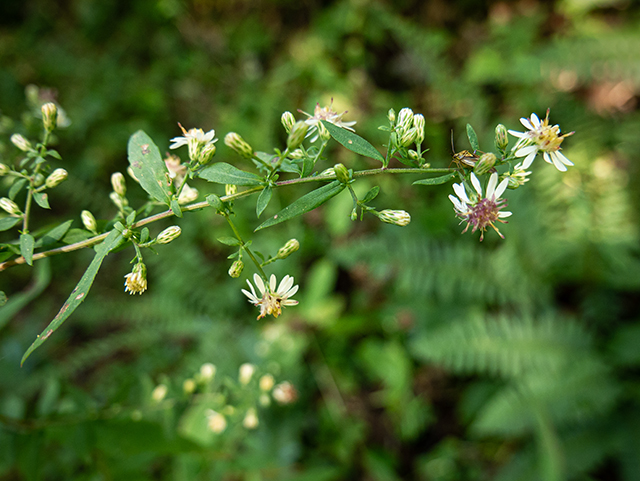 Symphyotrichum lateriflorum (Calico aster) #84364