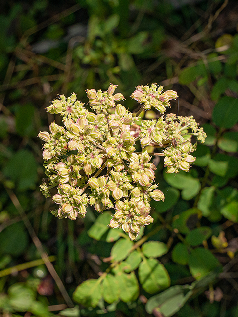 Angelica venenosa (Hairy angelica) #84365