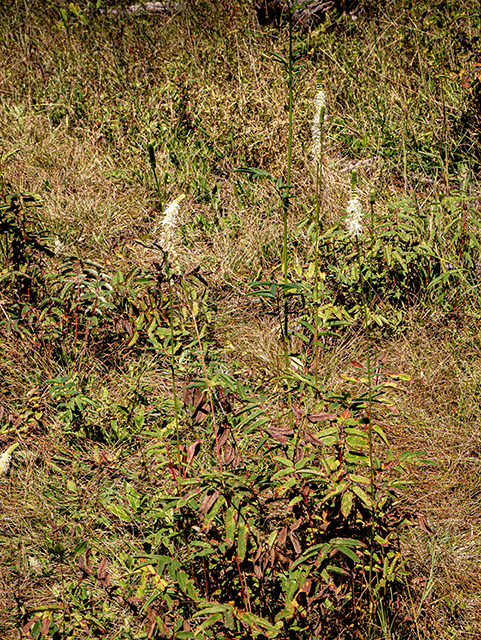 Sanguisorba canadensis (Canadian burnet) #84367