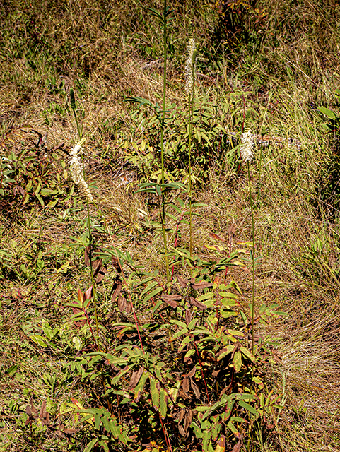 Sanguisorba canadensis (Canadian burnet) #84368