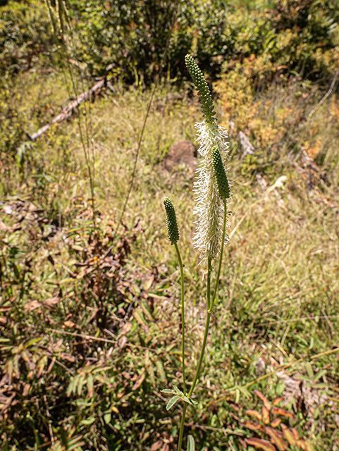 Sanguisorba canadensis (Canadian burnet) #84369