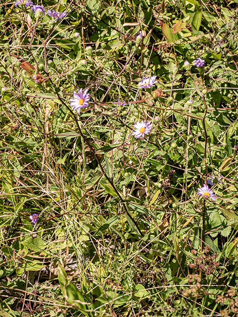 Symphyotrichum patens (Late purple aster) #84372