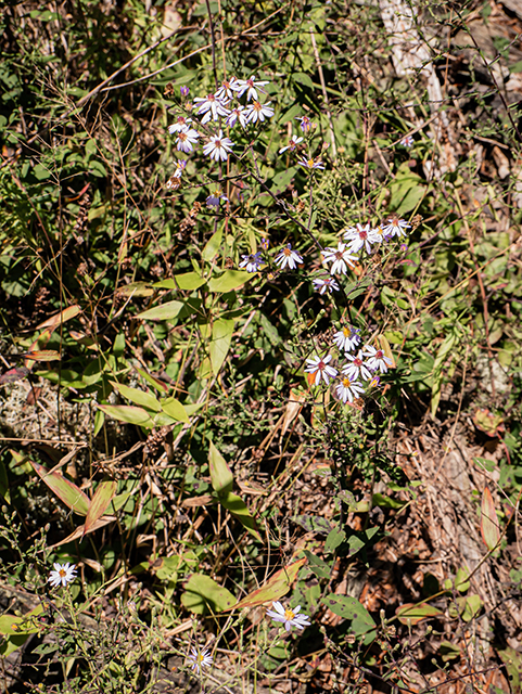 Symphyotrichum patens (Late purple aster) #84374