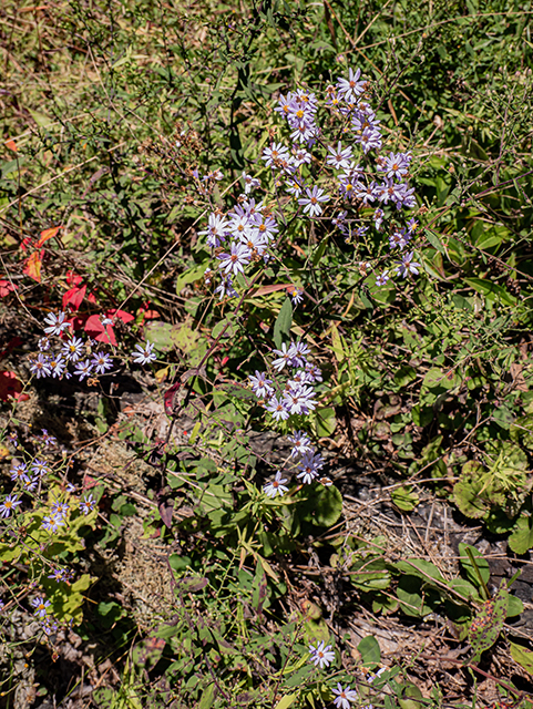 Symphyotrichum patens (Late purple aster) #84375