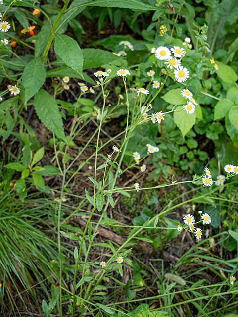 Erigeron strigosus (Prairie fleabane) #84380