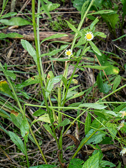 Erigeron strigosus (Prairie fleabane) #84382