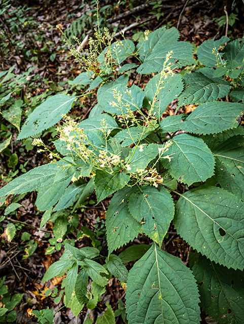 Collinsonia canadensis (Richweed) #84387