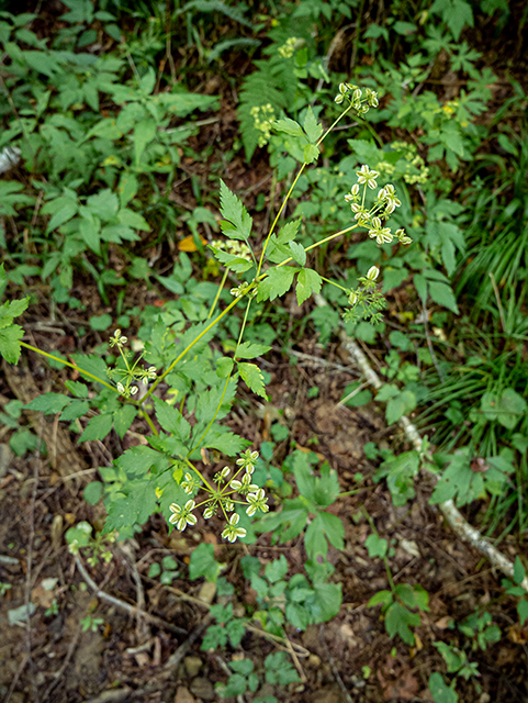 Thaspium barbinode (Hairy-jointed meadowparsnip) #84400