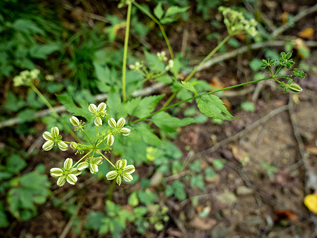 Thaspium barbinode (Hairy-jointed meadowparsnip) #84401