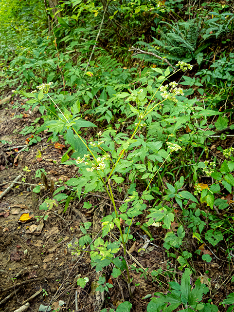 Thaspium barbinode (Hairy-jointed meadowparsnip) #84402