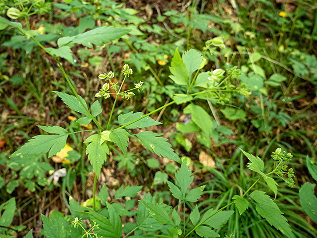 Thaspium barbinode (Hairy-jointed meadowparsnip) #84405