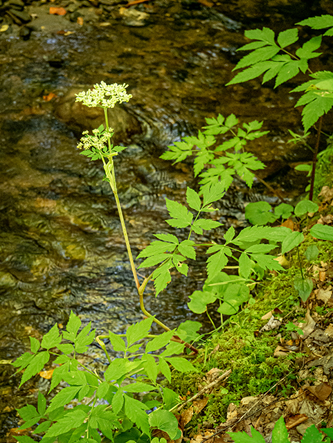 Angelica venenosa (Hairy angelica) #84417