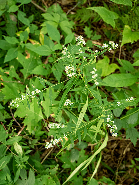 Symphyotrichum lateriflorum (Calico aster) #84421