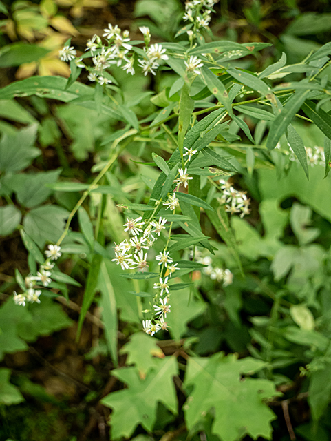 Symphyotrichum lateriflorum (Calico aster) #84422