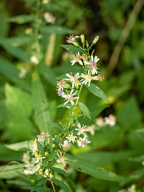 Symphyotrichum lateriflorum (Calico aster) #84423