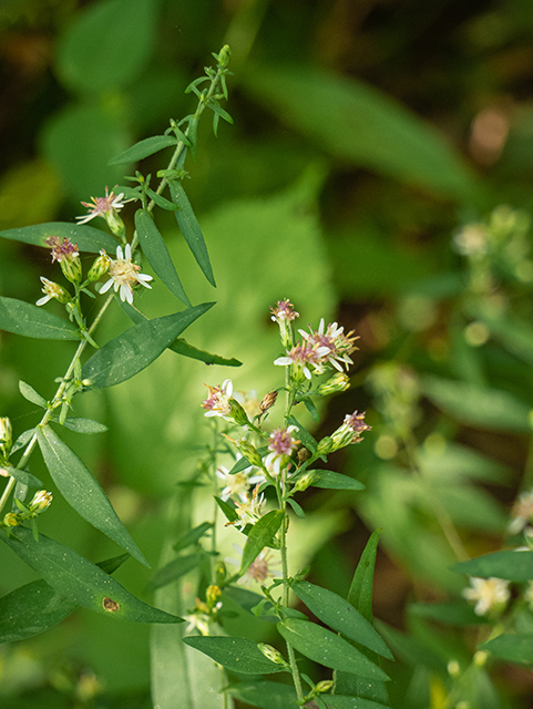 Symphyotrichum lateriflorum (Calico aster) #84424