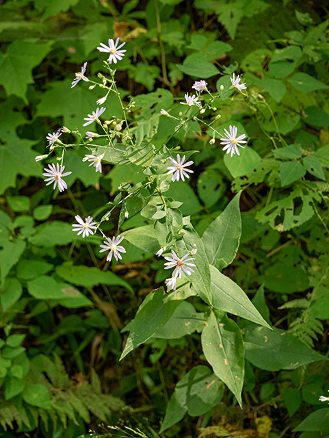 Symphyotrichum patens (Late purple aster) #84425