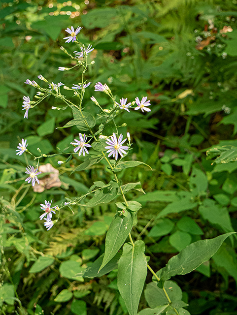 Symphyotrichum patens (Late purple aster) #84426