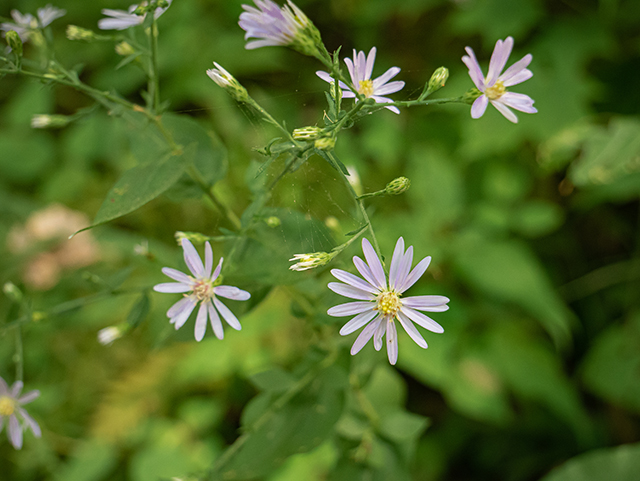 Symphyotrichum patens (Late purple aster) #84428