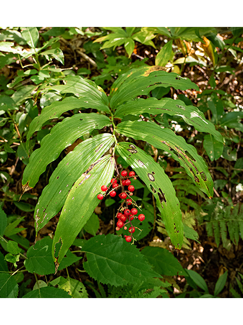 Maianthemum racemosum (Feathery false lily of the valley) #84438