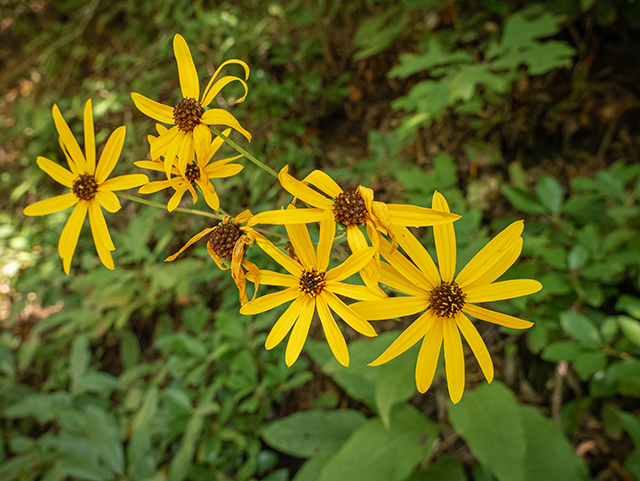 Helianthus atrorubens (Purpledisk sunflower) #84445