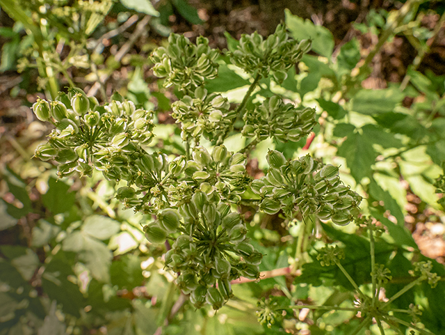 Angelica triquinata (Filmy angelica) #84451