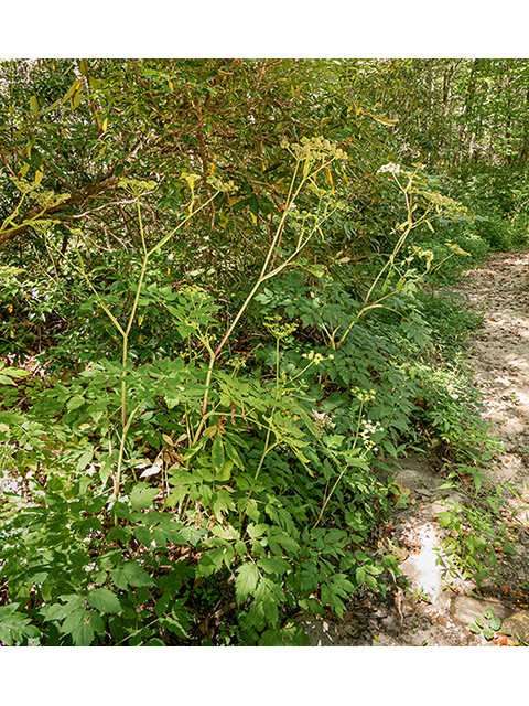 Angelica triquinata (Filmy angelica) #84453