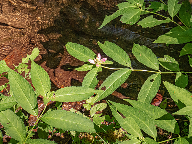 Chelone glabra (White turtlehead) #84460